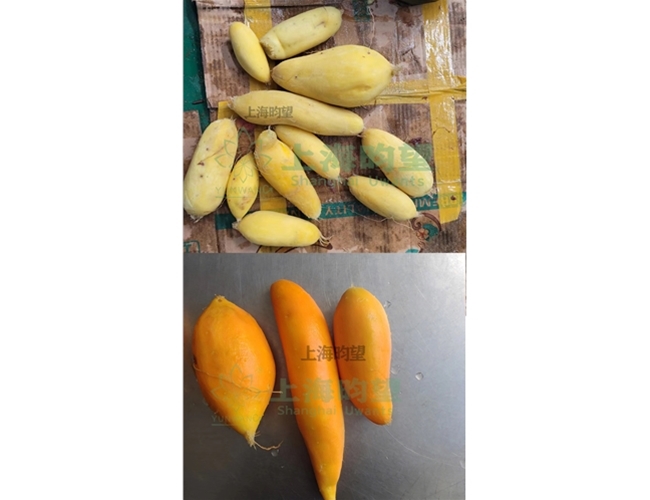 紅薯蒸汽去皮機(jī)成品展示